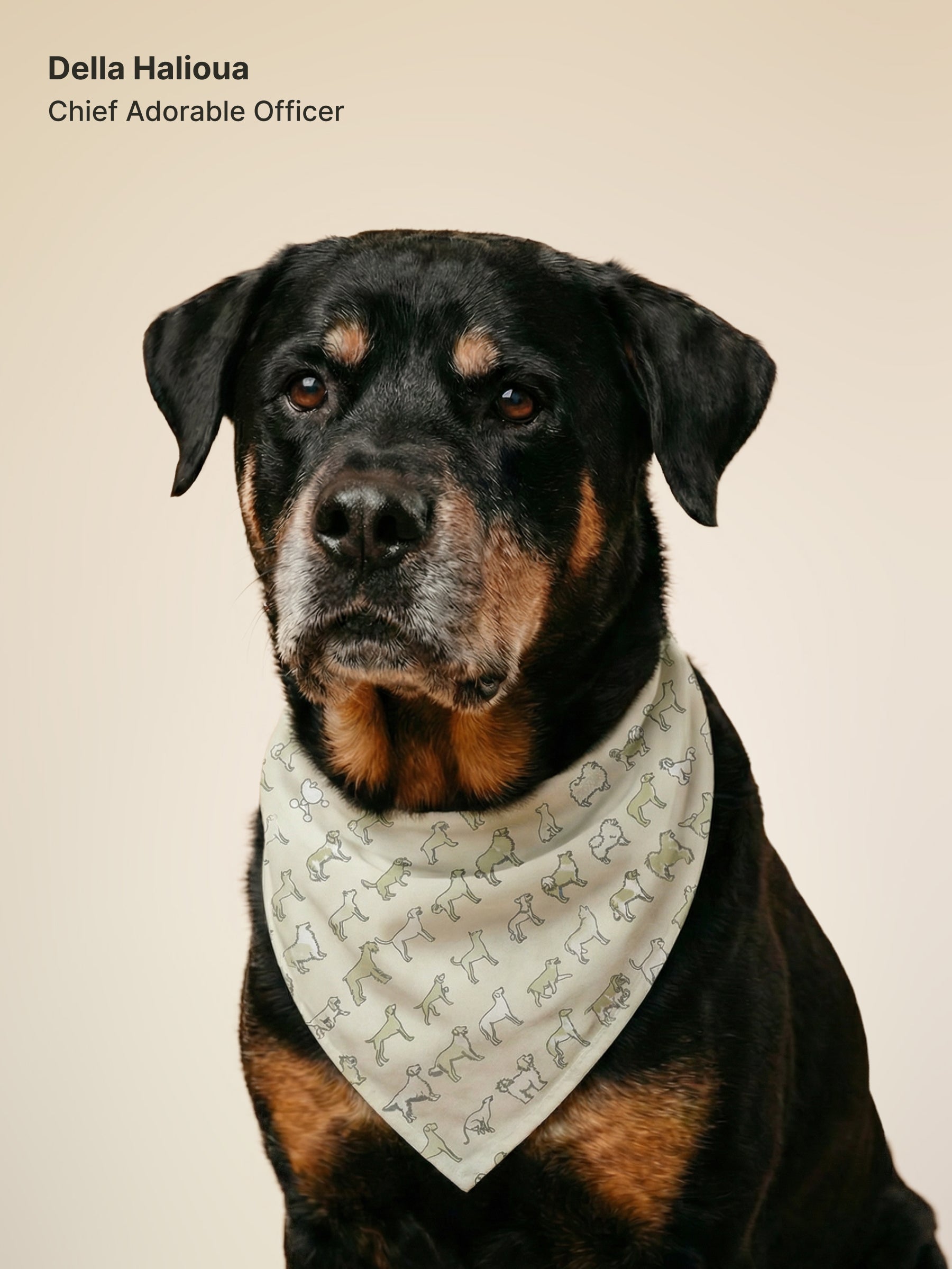 Dog bandana