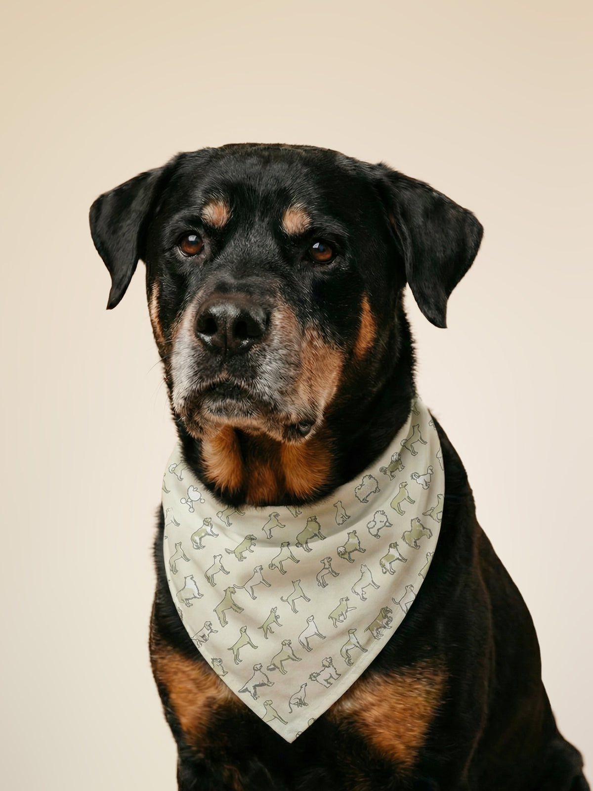Dog bandana